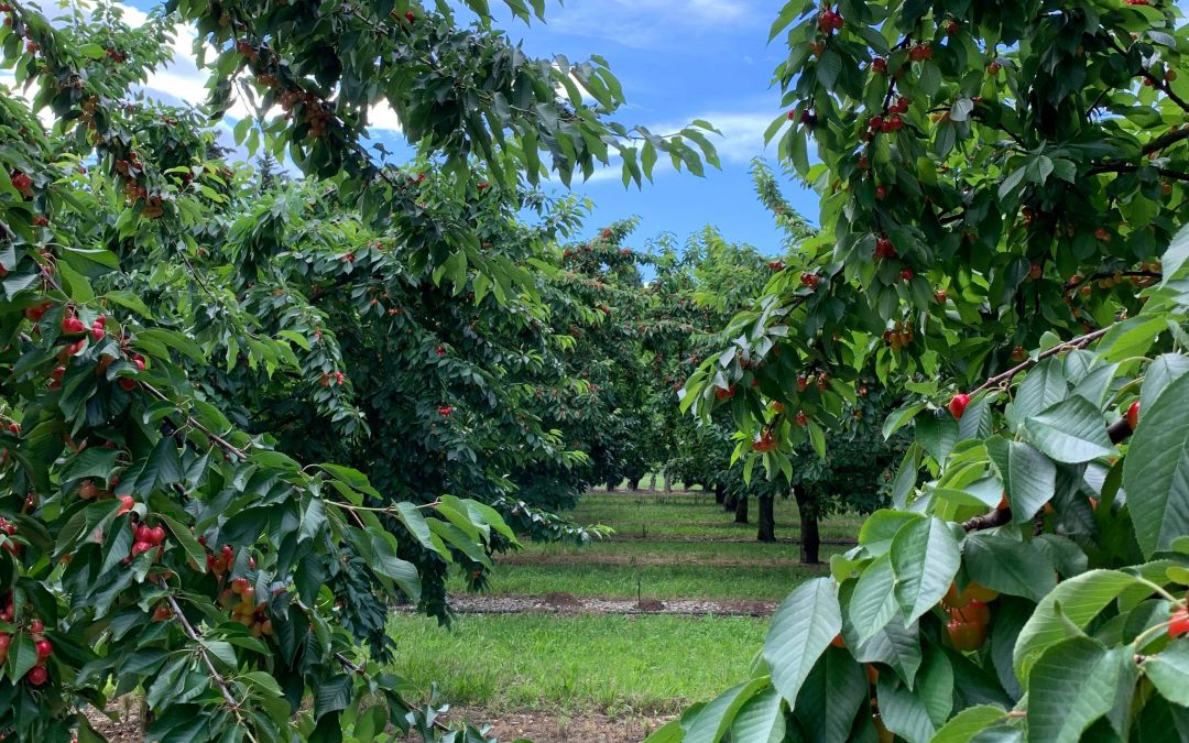 CHERRY HARVEST