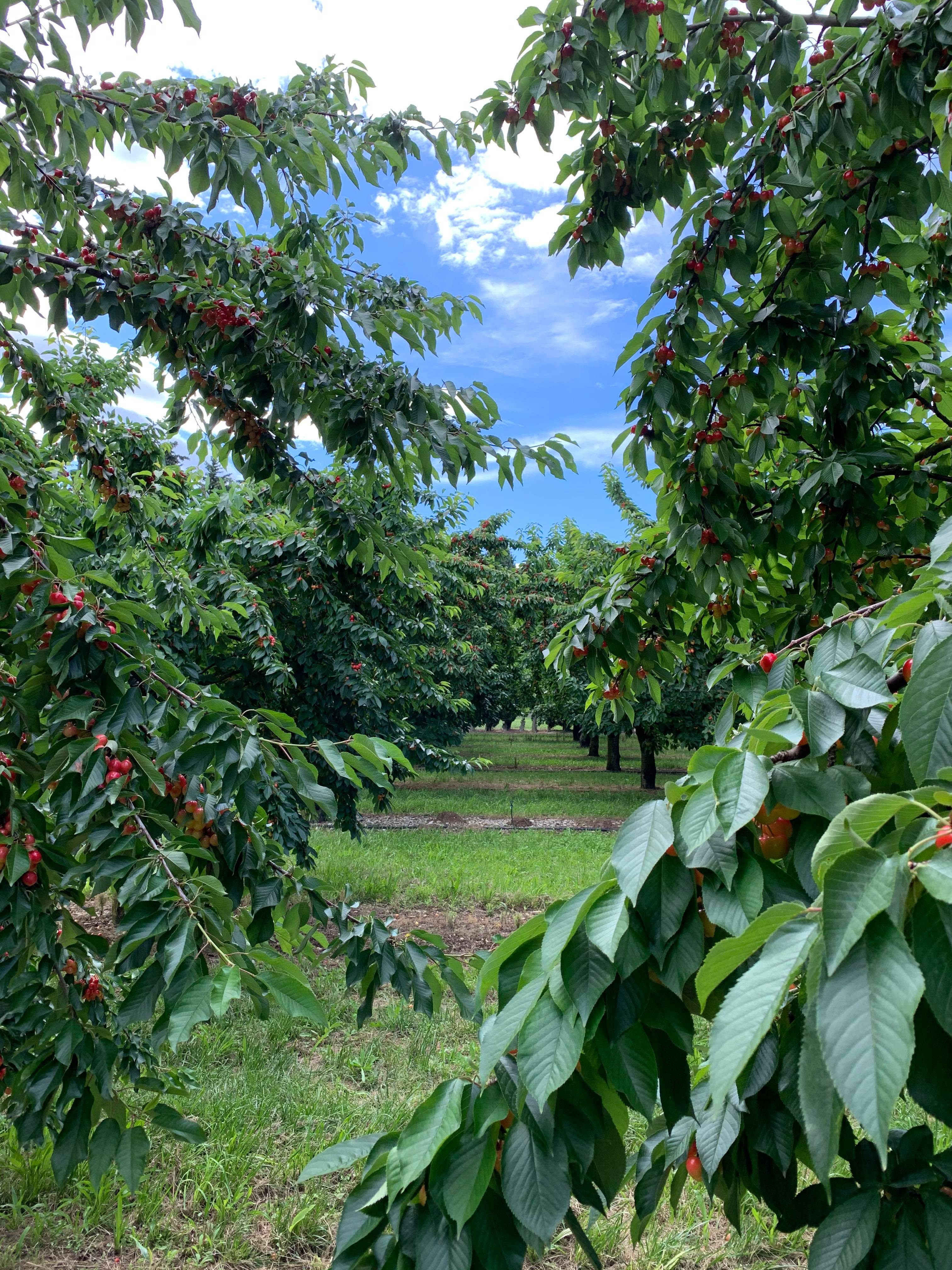RÉCOLTE CERISE Bigarreau Provence fruit confit Aptunion